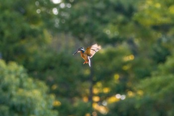 Common Kingfisher 多摩市 Sun, 10/23/2022