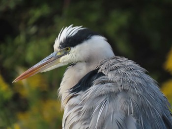 2022年10月22日(土) 勅使池(豊明市)の野鳥観察記録