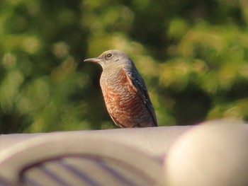 2022年10月23日(日) 高尾山の野鳥観察記録