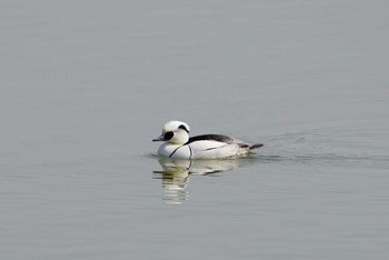 Smew Koyaike Park Thu, 2/15/2018