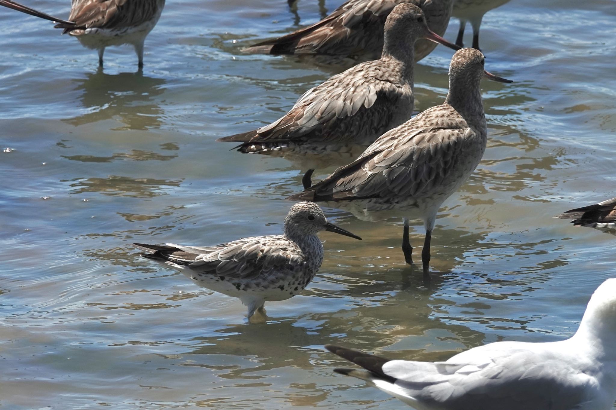 Great Knot