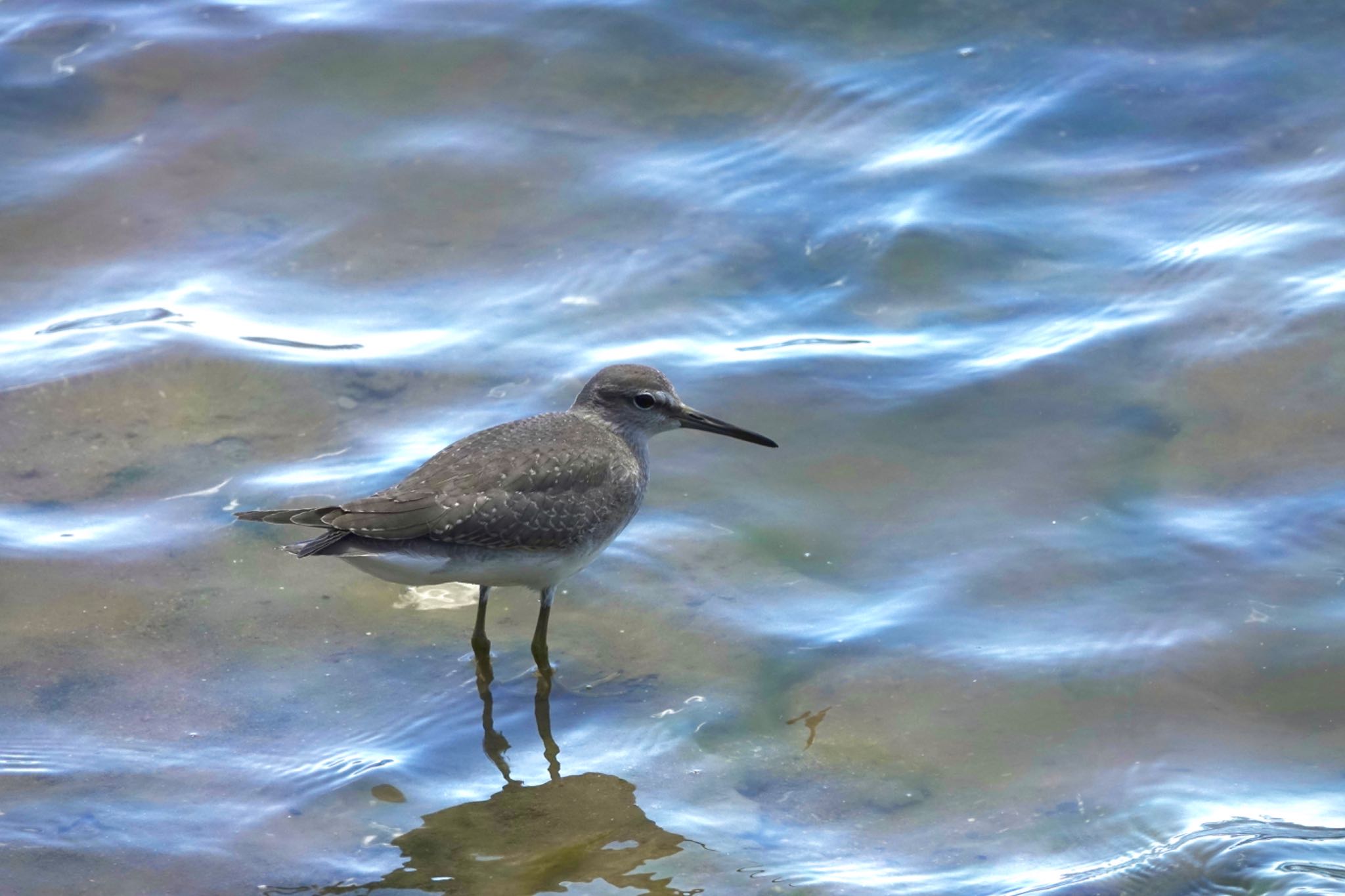 Grey-tailed Tattler