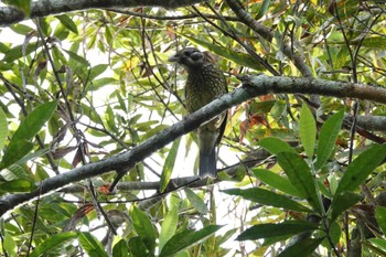 Spotted Catbird Black Mountain Rd(Kuranda,Australia) Sat, 10/1/2022