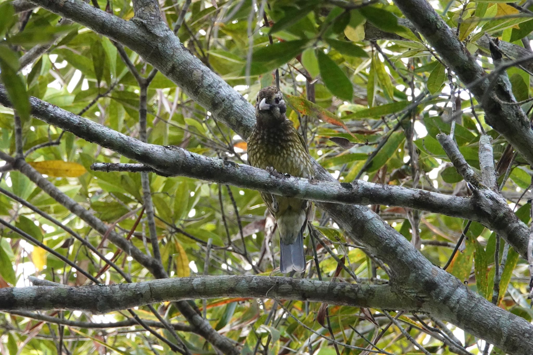 Black Mountain Rd(Kuranda,Australia) マダラネコドリの写真 by のどか