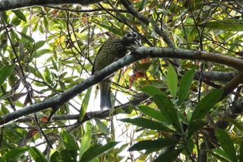 Spotted Catbird Black Mountain Rd(Kuranda,Australia) Sat, 10/1/2022