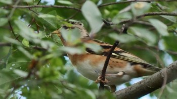 2022年10月23日(日) 大阪鶴見緑地の野鳥観察記録