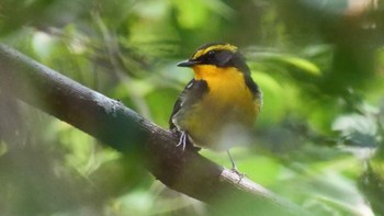 Narcissus Flycatcher Osaka Tsurumi Ryokuchi Sun, 10/23/2022