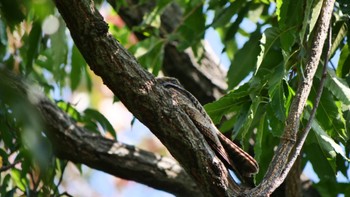 Grey Nightjar Osaka Tsurumi Ryokuchi Sun, 10/23/2022