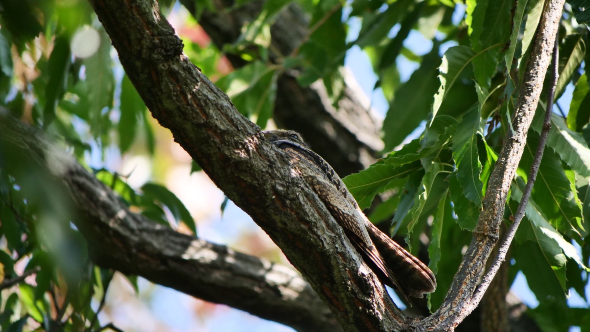 Photo of Grey Nightjar at Osaka Tsurumi Ryokuchi by コゲラ