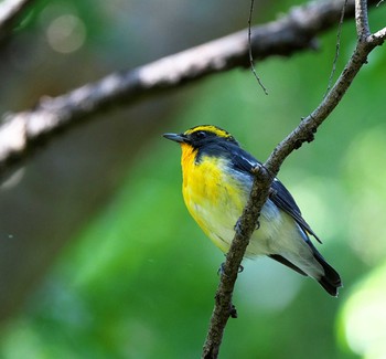 Narcissus Flycatcher 東京都多摩地域 Sat, 10/22/2022