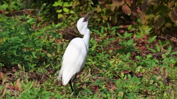 Little Egret Osaka Tsurumi Ryokuchi Sun, 10/23/2022