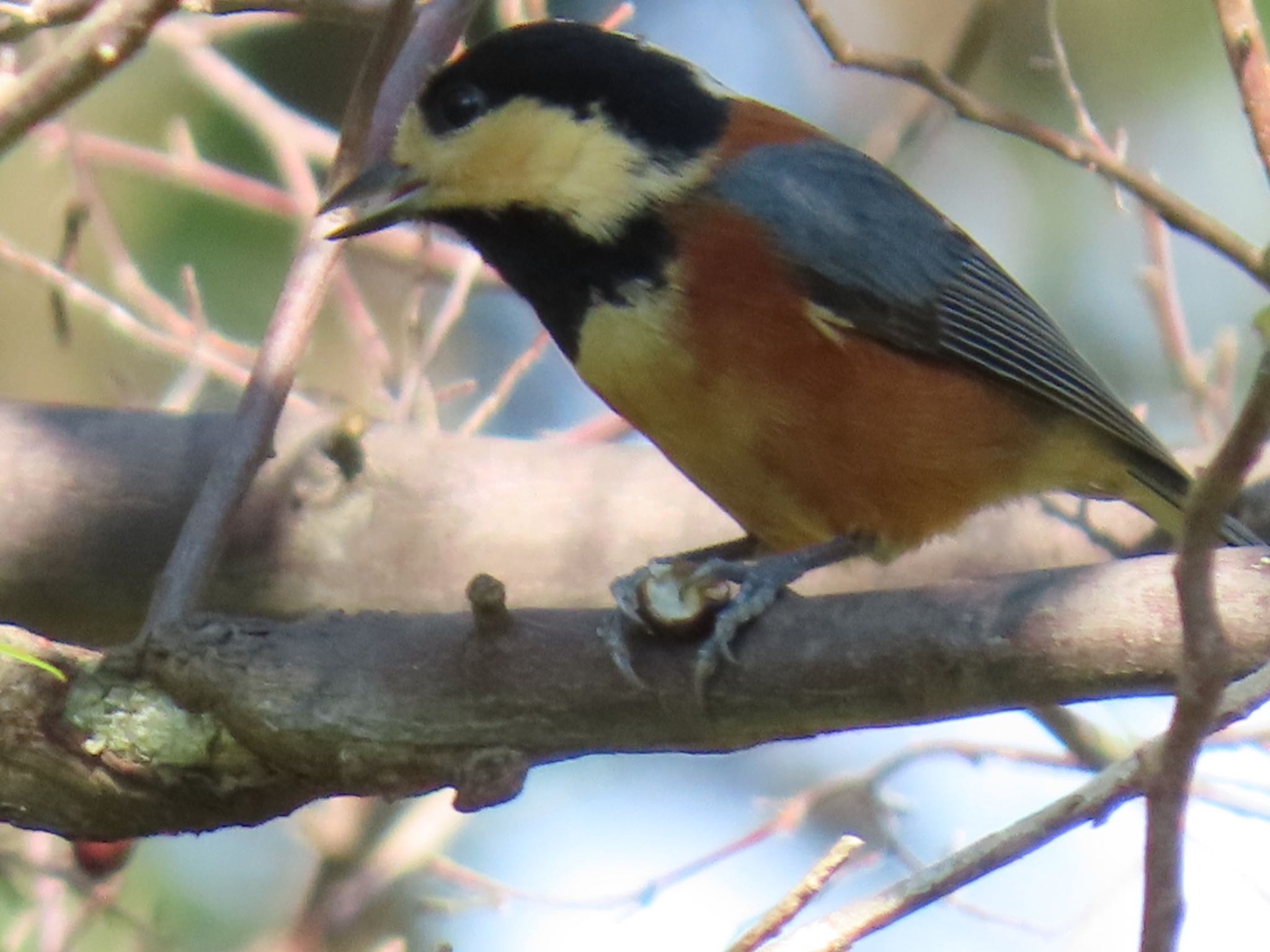 Photo of Varied Tit at Mizumoto Park by toritoruzo 