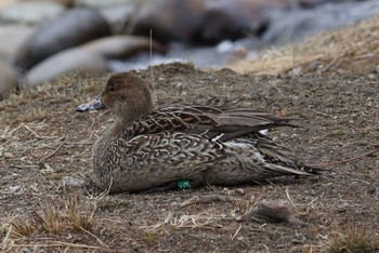 オナガガモ 昆陽池公園 2018年2月15日(木)