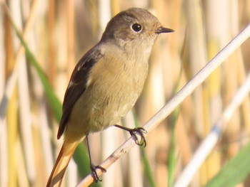 Daurian Redstart Mizumoto Park Sun, 10/23/2022