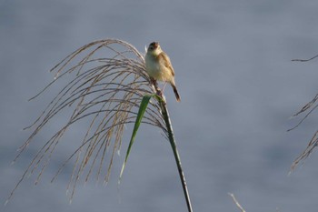 Zitting Cisticola 多摩川二ヶ領宿河原堰 Sun, 10/23/2022