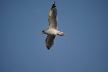 Vega Gull 多摩川二ヶ領宿河原堰 Sun, 10/23/2022