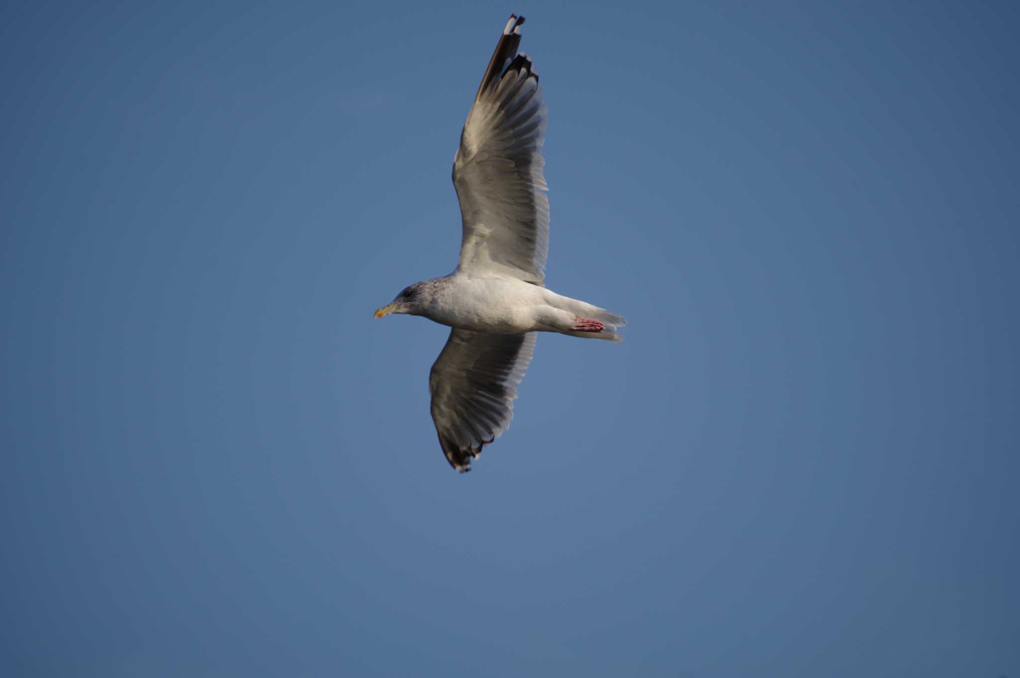 Vega Gull