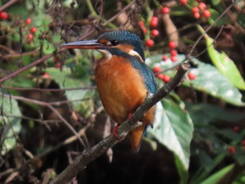 Common Kingfisher Mizumoto Park Sun, 10/23/2022