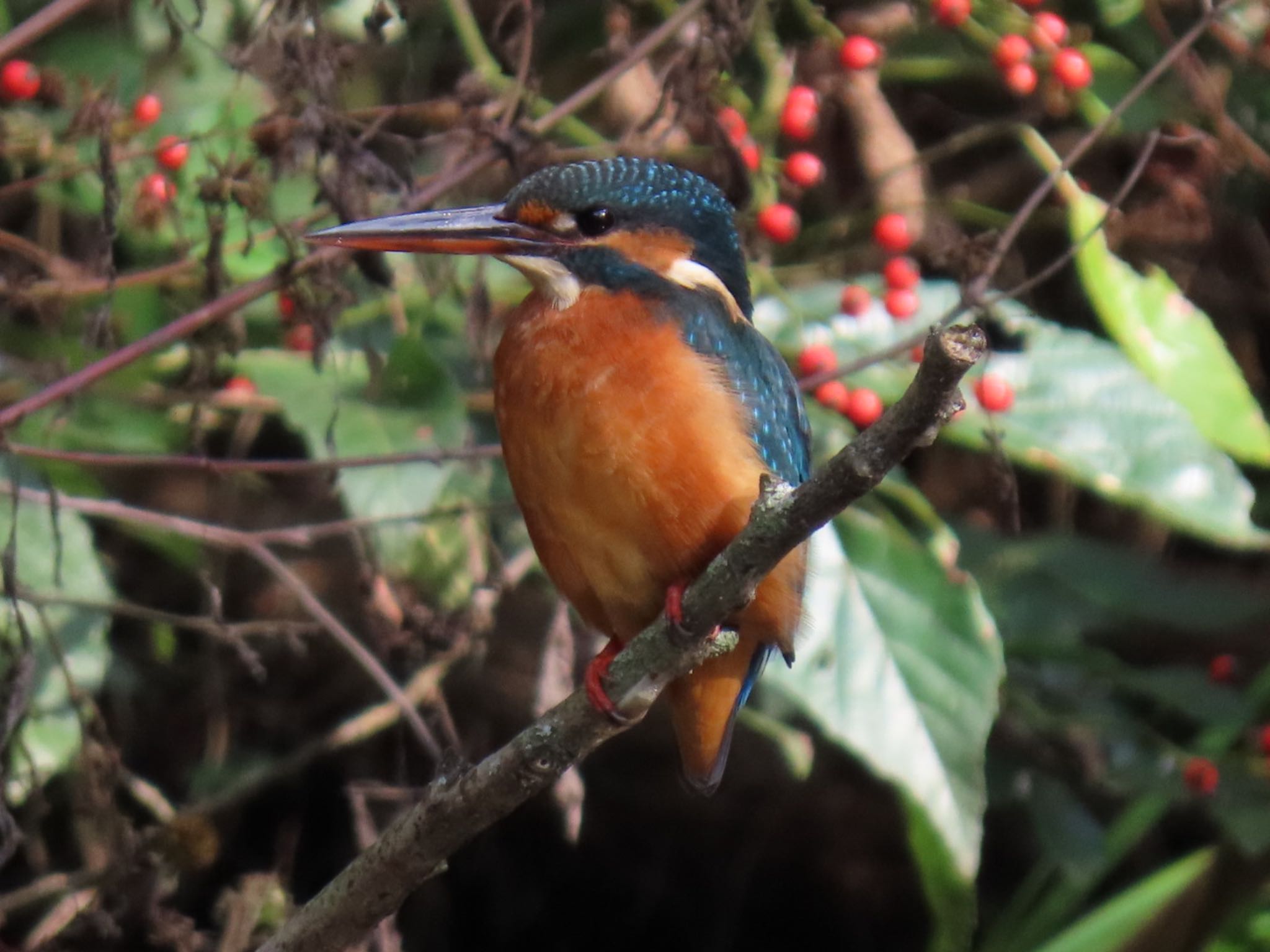 Photo of Common Kingfisher at Mizumoto Park by toritoruzo 