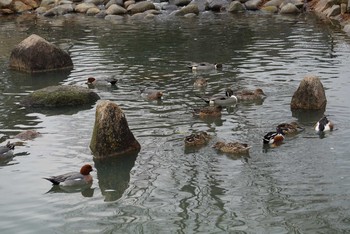 ヒドリガモ 昆陽池公園 2018年2月15日(木)