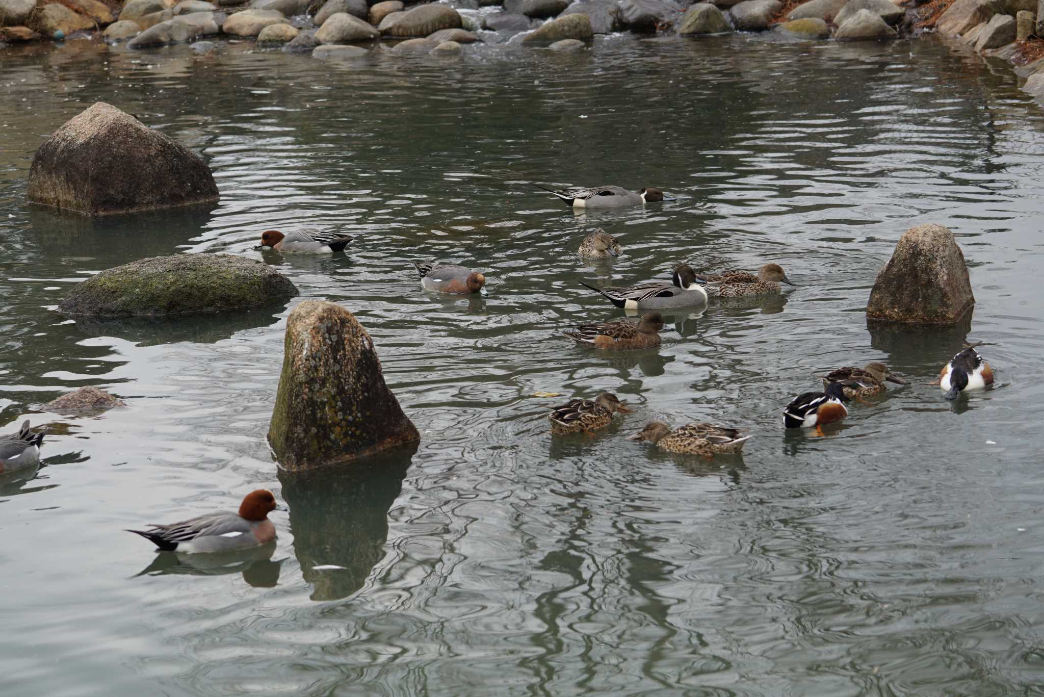 Photo of Eurasian Wigeon at Koyaike Park by マル