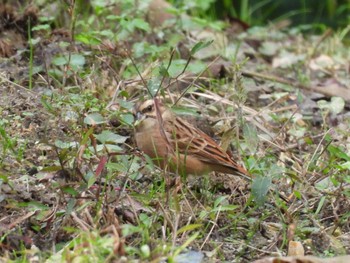 Meadow Bunting 生駒山麓公園 Sun, 10/23/2022