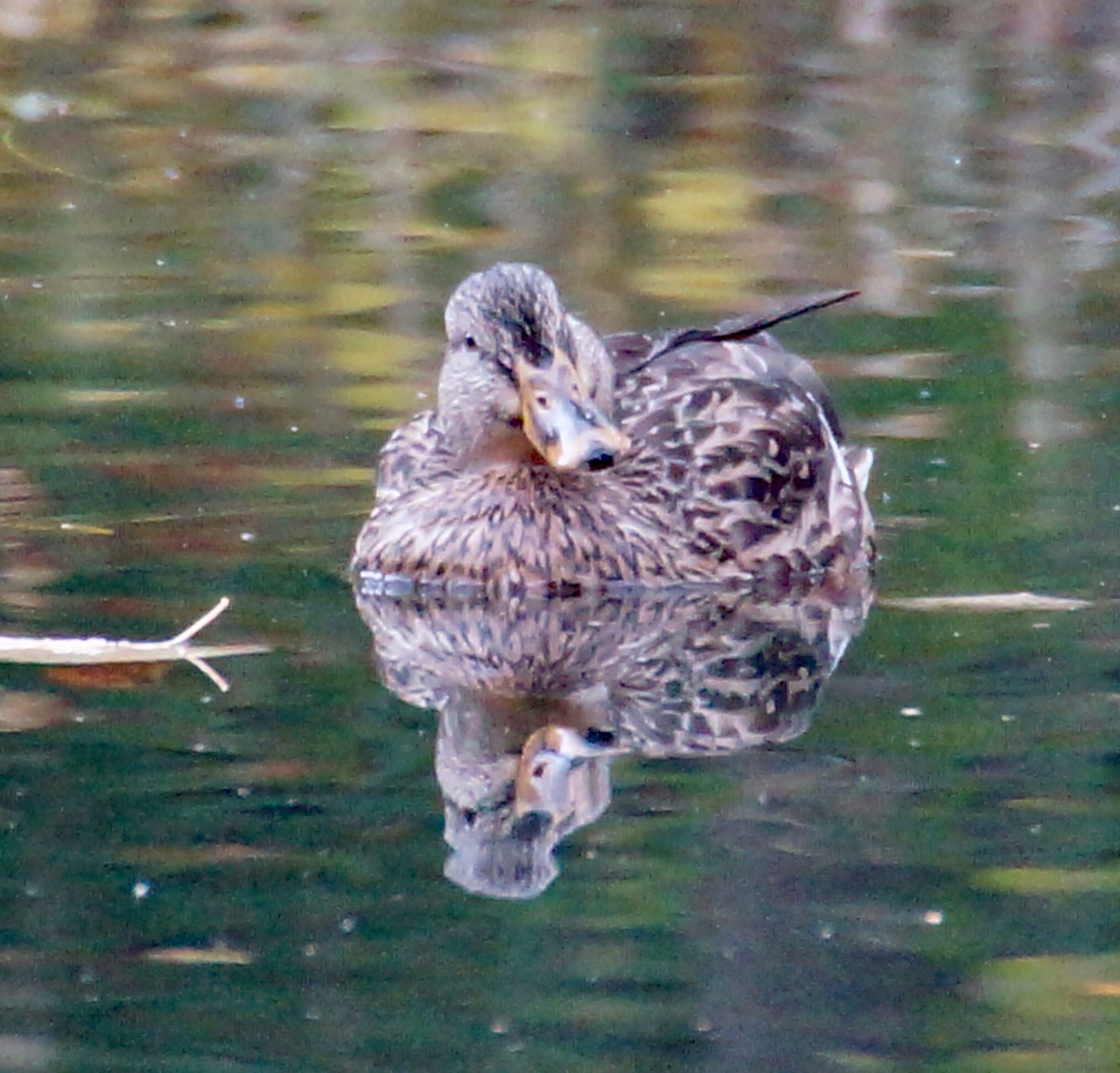 札幌市南区 マガモの写真 by xuuhiro