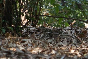 2018年2月15日(木) 昆陽池公園の野鳥観察記録