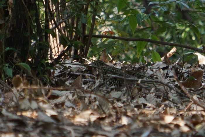 昆陽池公園 トラツグミの写真 by マル