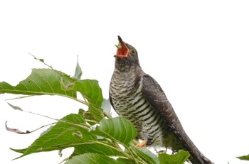 Common Cuckoo Mizumoto Park Sat, 10/22/2022