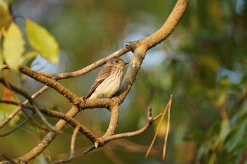 Grey-streaked Flycatcher Matsue Castle Sun, 10/23/2022