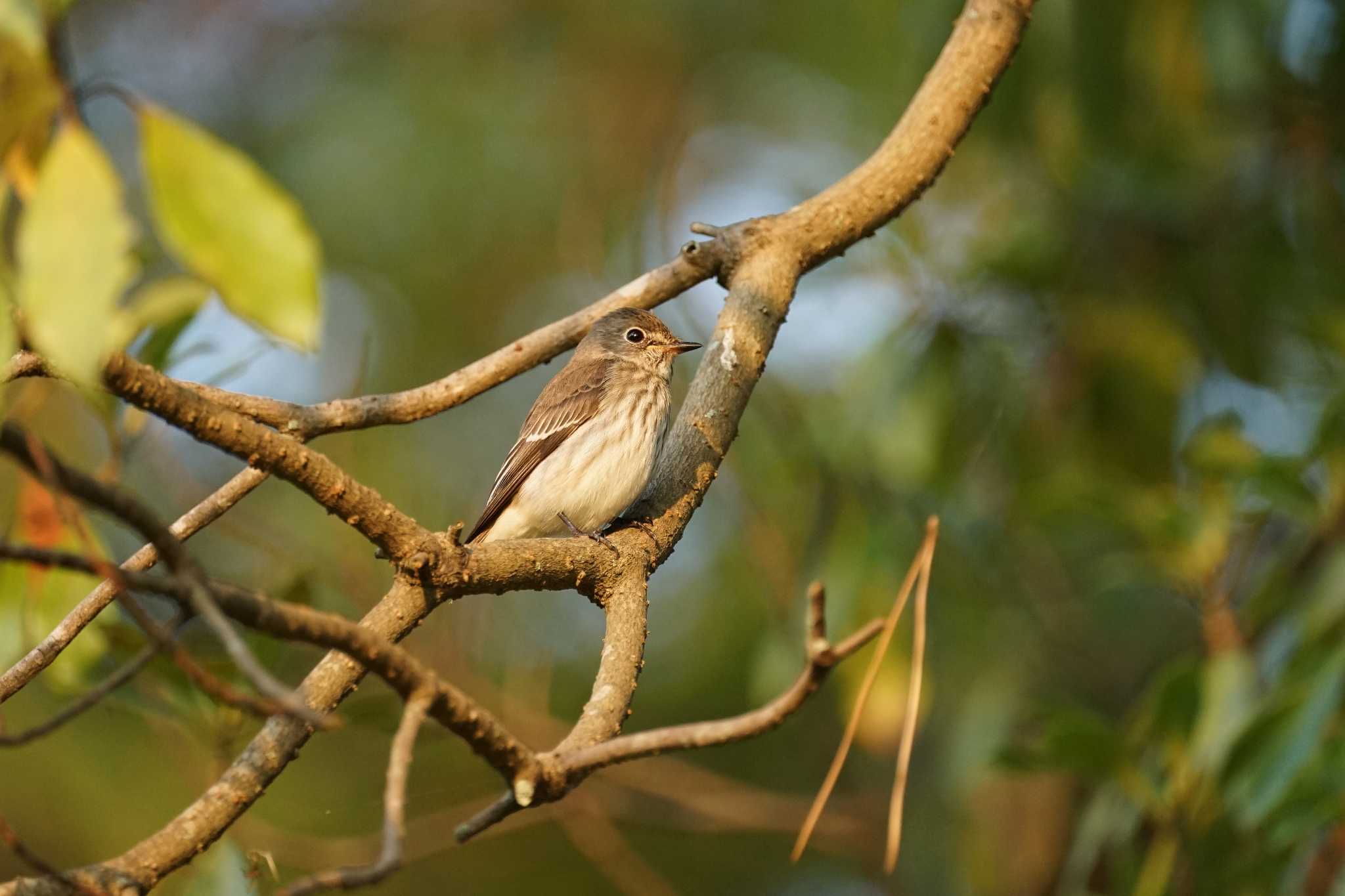 Photo of Grey-streaked Flycatcher at Matsue Castle by ひらも