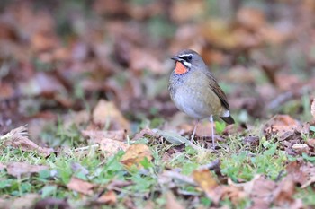 Sun, 10/23/2022 Birding report at Hakodateyama