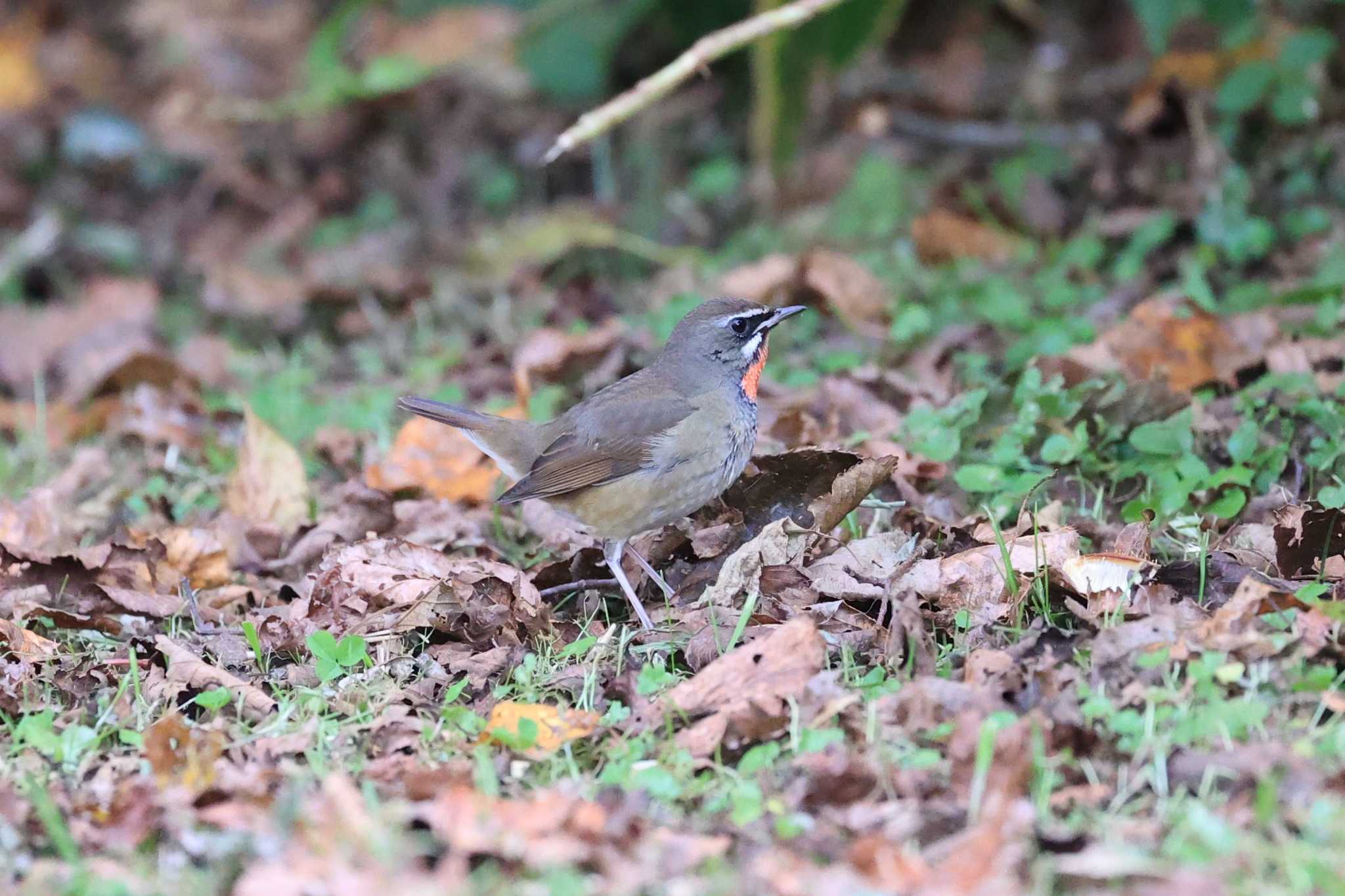 Siberian Rubythroat