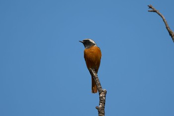 2022年10月23日(日) 大阪城公園の野鳥観察記録