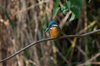 2022年10月23日(日) 千里南公園の野鳥観察記録