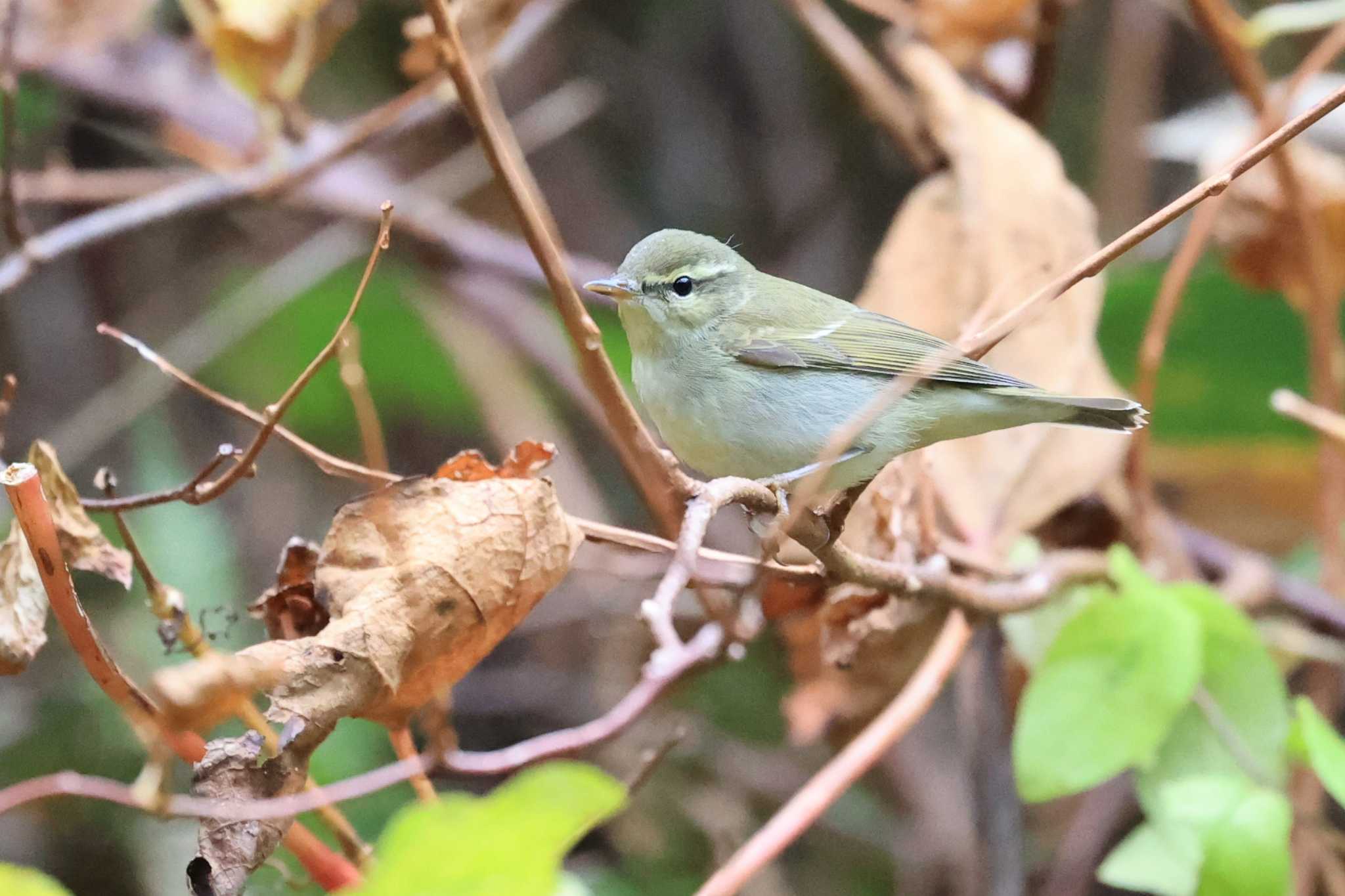 Japanese Bush Warbler