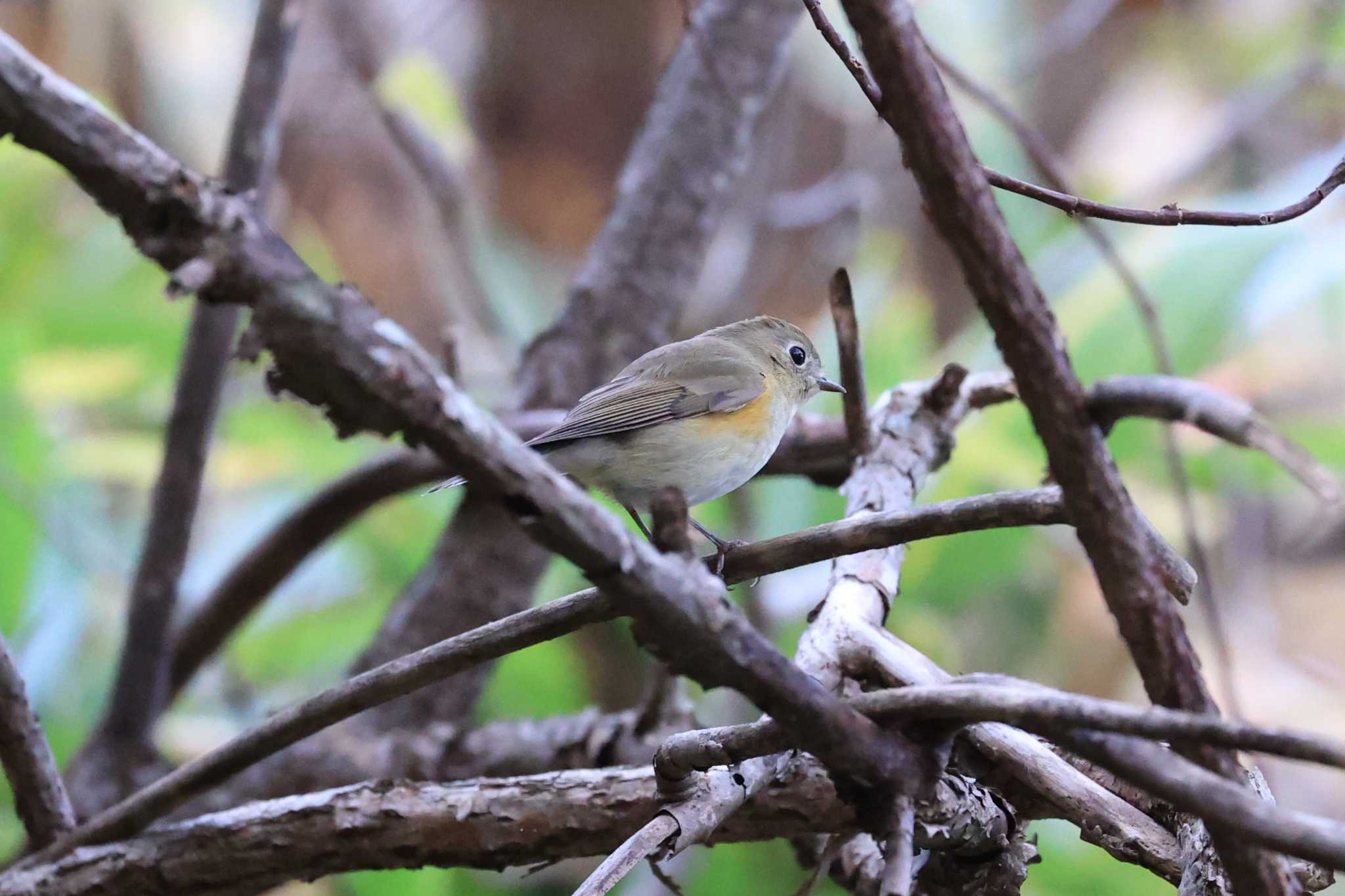 Red-flanked Bluetail