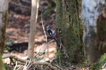 Great Spotted Woodpecker 富士山2合目登山道 Sun, 10/23/2022