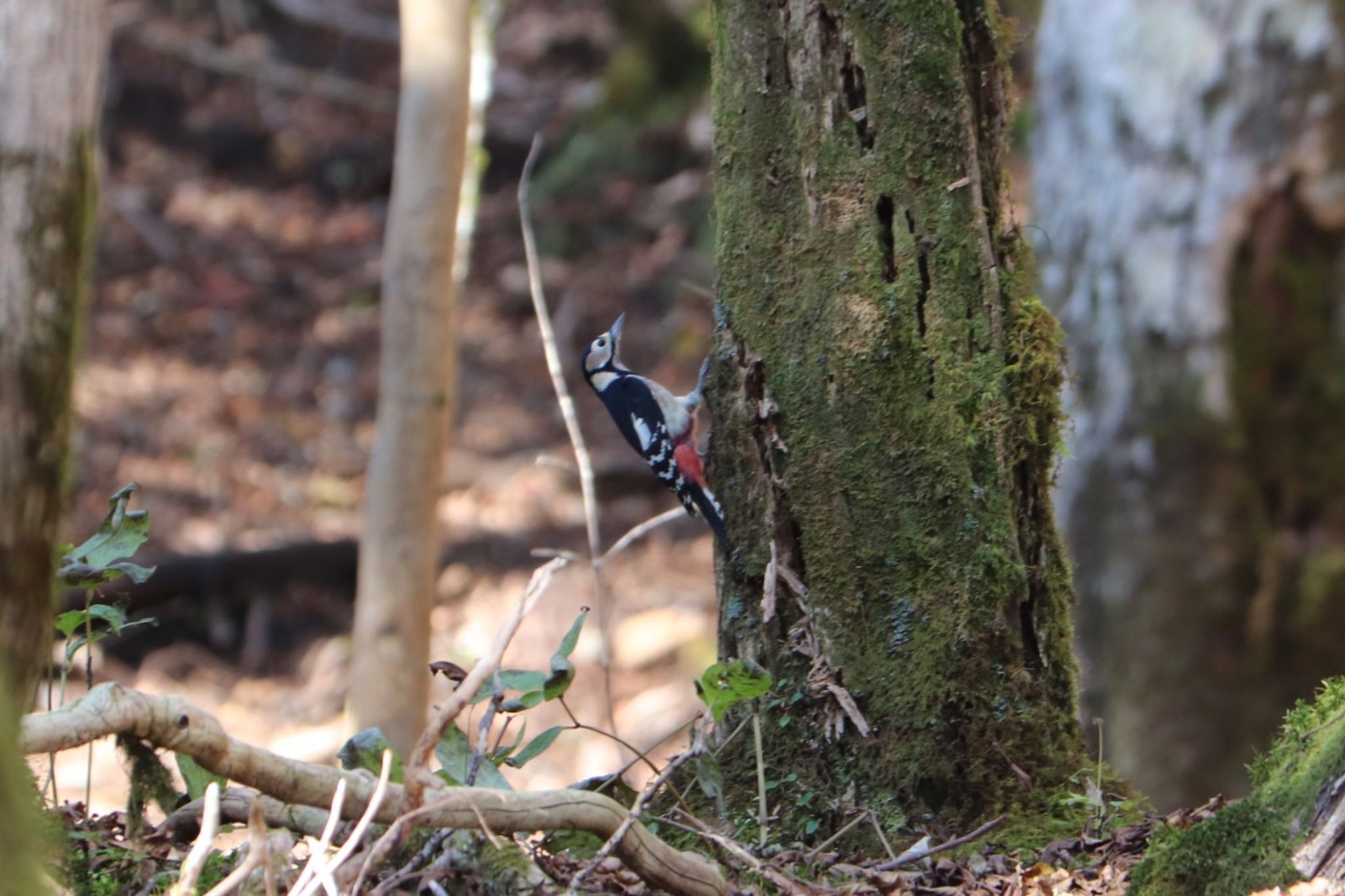 Photo of Great Spotted Woodpecker at 富士山2合目登山道 by monsuke