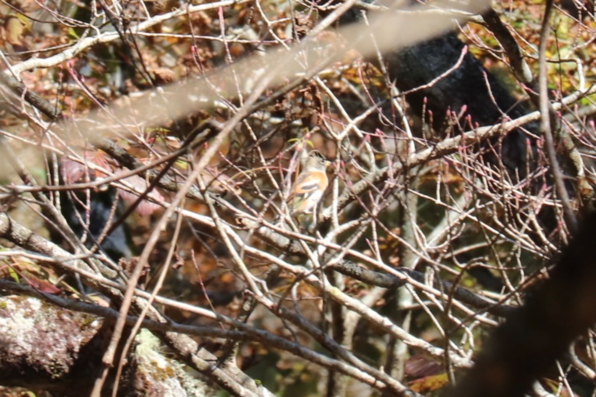 Photo of Brambling at 富士山2合目登山道 by monsuke