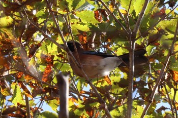 Eurasian Jay 富士山2合目登山道 Sun, 10/23/2022