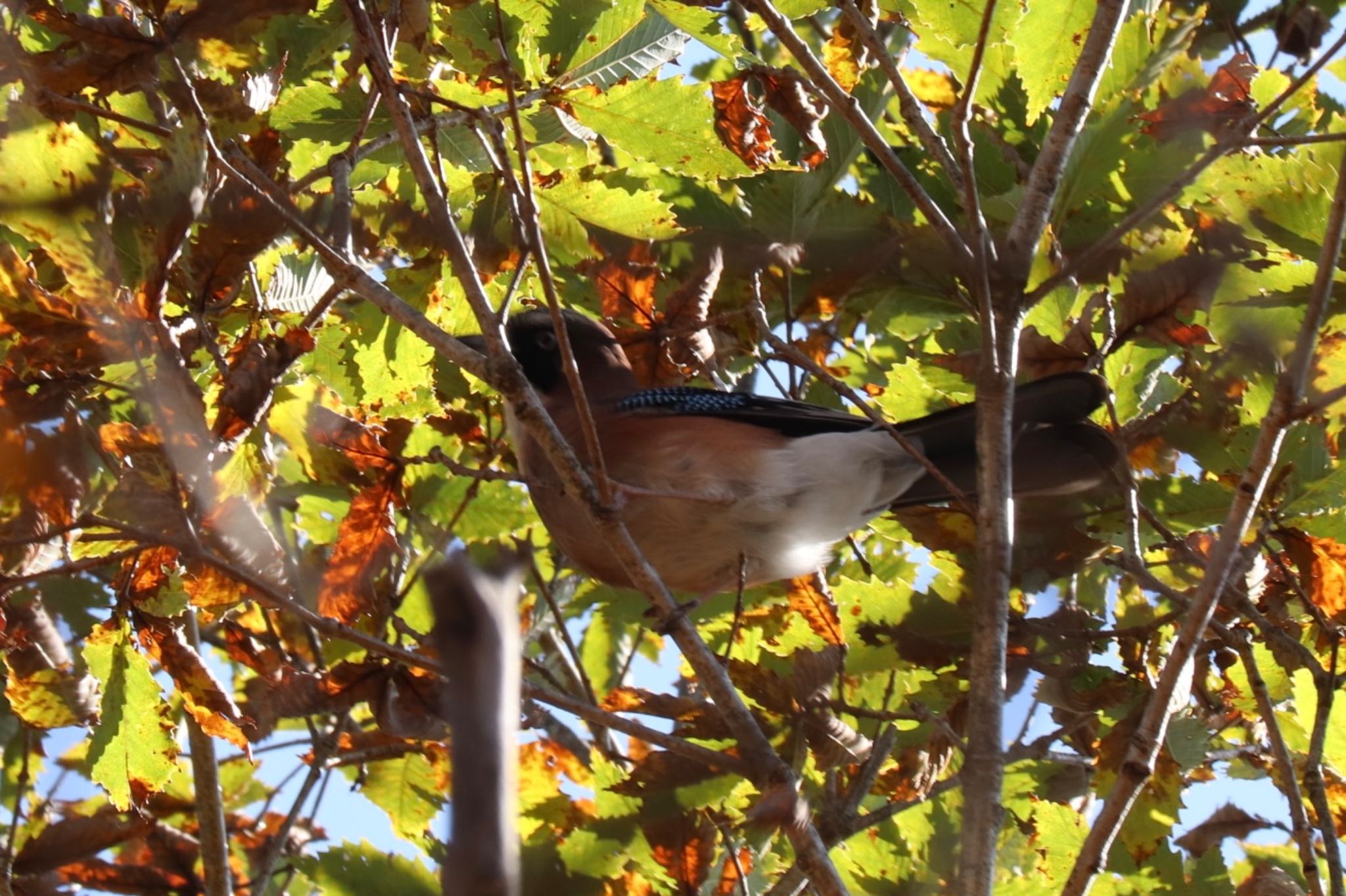 Photo of Eurasian Jay at 富士山2合目登山道 by monsuke