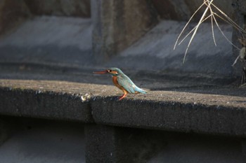 Common Kingfisher 高槻市芥川 Sun, 10/23/2022