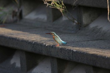 Common Kingfisher 高槻市芥川 Sun, 10/23/2022