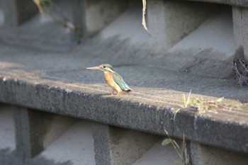 Common Kingfisher 高槻市芥川 Sun, 10/23/2022