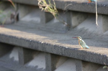 Common Kingfisher 高槻市芥川 Sun, 10/23/2022