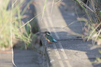 Common Kingfisher 高槻市芥川 Sun, 10/23/2022