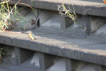 Common Kingfisher 高槻市芥川 Sun, 10/23/2022