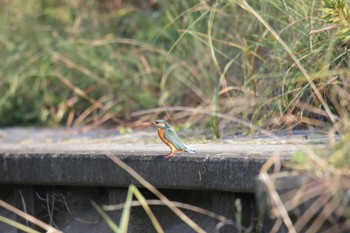 Common Kingfisher 高槻市芥川 Sun, 10/23/2022